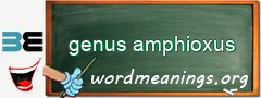 WordMeaning blackboard for genus amphioxus